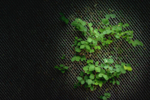 Climbing Plants for Fences