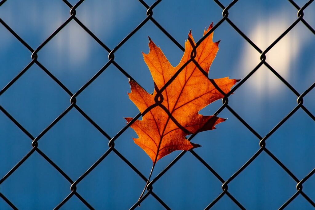 Free Orange Leaf on Chainlink Fence Stock Photo