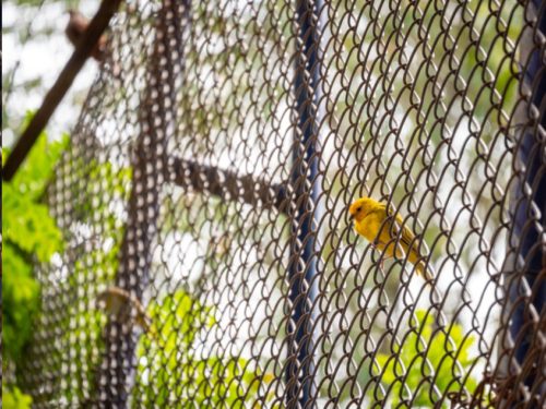 Why Choose HardiFence for Your Property: Benefits of Professional Installation